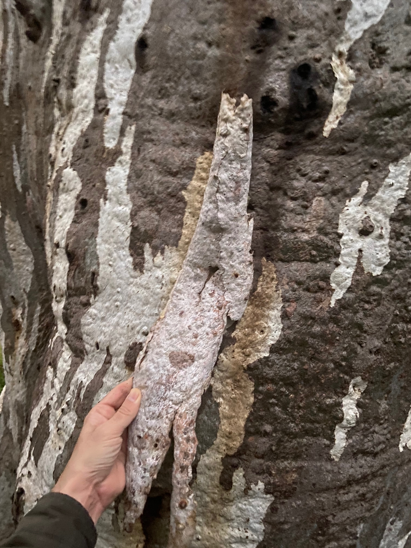 A hand touching a large piece of natural bark on a tree in Bali, the raw material used for SOICHU closures